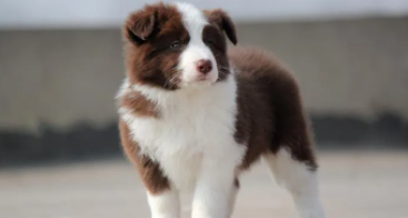 边牧犬多少钱一只（边牧犬怎么样的品相最好）