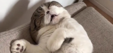 猫打呼噜是生气还是高兴（猫咪打呼噜的原因）