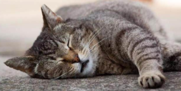 猫睡着了还会呼噜呼噜（猫睡着发出嗯嗯声是不舒服吗）