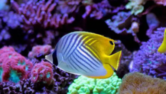 珍珠蝴蝶鱼简介（珍珠蝴蝶鱼多久变色）