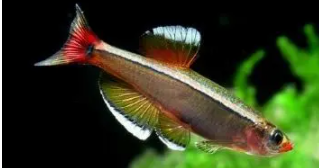 白云金丝鱼怀孕特征（金丝鱼产卵需要准备什么）