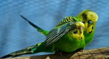 鹦鹉踩背是什么（鹦鹉踩背时器官在哪）