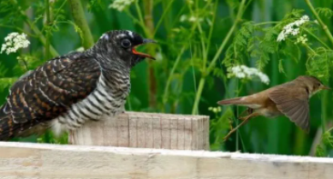 杜鹃鸟占哪种鸟的巢（杜鹊鸟占喜鹊的窝）