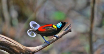 十大最美丽的鸟（比凤凰还美的鸟）