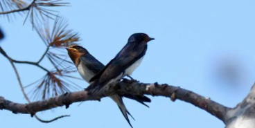 雨燕鸟简介（雨燕与家燕的不同科）
