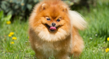 狗的所有资料介绍（狗的简介和特性）