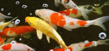 锦鲤多长时间喂食一次合适（锦鲤多久能认得主人）