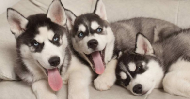 哈士奇为什么喜欢乱叫（哈士奇一生认几个主人）