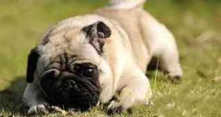 巴哥好养吗,容易生病吗（巴哥会咬人吗）