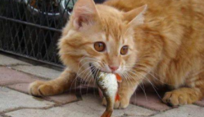 所有的猫都吃鱼吗（妈耶是什么品种的猫）