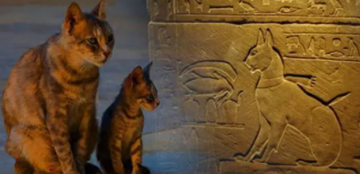 猫在埃及是什么神（猫在埃及神话中的地位）