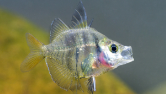 玻璃拉拉鱼有攻击性吗（玻璃拉拉鱼是染色的吗）