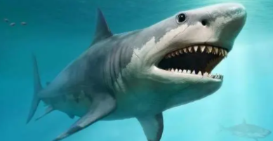 世界上最大十五种鲨鱼（比巨齿鲨还大的鲨鱼）