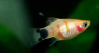 玛丽球鱼喜欢什么水质（玛丽球喜欢酸性还是碱性）