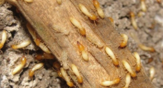 鸟类中的建筑大师（动物界的建筑大师）