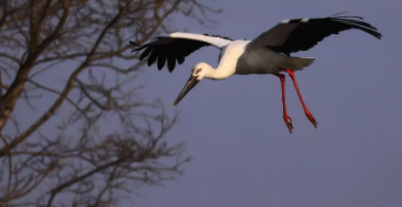 白鹳的寓意（鹳的含义是什么意思）