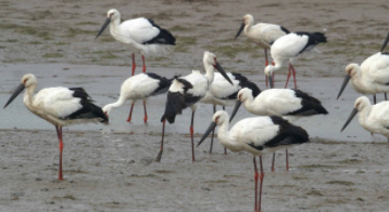 东方白鹳和白鹤的区别（东方白鹳主要栖息地）