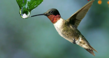 长嘴鸟类有哪些（嘴又细又尖的小型鸟）