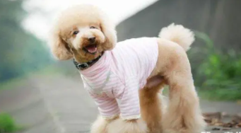 贵宾犬怎样喂养（贵宾犬多少钱一只）