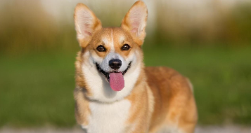 养边牧还是养柯基（柯基和边牧的智商对比）