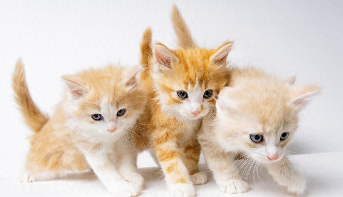 猫咪营养餐搭配（猫咪病后恢复期吃什么）