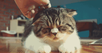 猫咪不能摸的部位（猫咪对人的信任分等级）