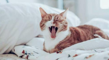 猫出汗是怎么回事（猫咪皮肤上有汗腺吗）