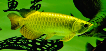 龙鱼知识科普（龙鱼分布地区）