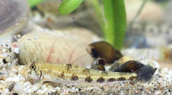 藏在沙子里的鱼离开沙子会死吗（喜欢藏在沙子里的淡水鱼）