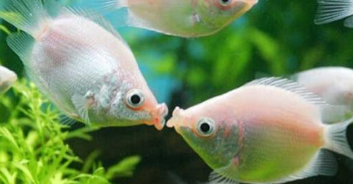 接吻鱼的介绍（接吻鱼简介）