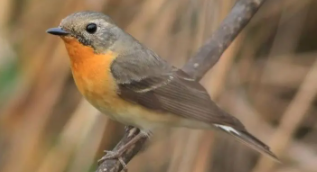 鸟都有哪些叫声（不同鸟的叫声）