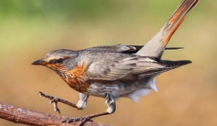 鸟类的三大特征（写一种鸟的特点30字）