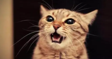 半夜猫叫有什么寓意（半夜猫叫是什么意思）