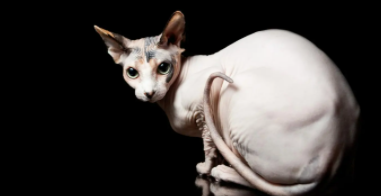 十大名贵猫 贵族猫（英国折耳猫）