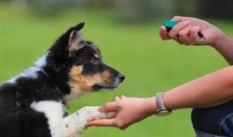 如何训练狗狗定点如厕（如何教狗狗指定地方拉尿）