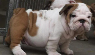 英牛犬价格什么价位（养英牛犬要注意哪些）