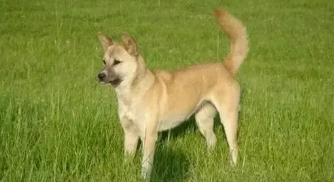 牧羊犬描述（中华田园犬牧羊犬）