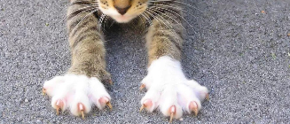 猫咪爪子一张一缩的（猫咪爪子缩不回去了）