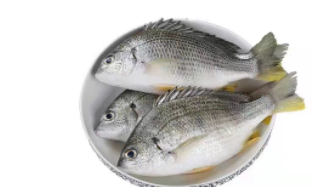 黄墙鱼学名叫什么（沙雕鱼学名）