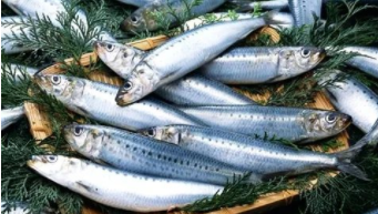 鳀鱼是什么鱼（鳀鱼的为什么叫鳀鱼）