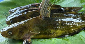 没有鱼鳞的鱼是什么鱼（不带鱼鳞的鱼）