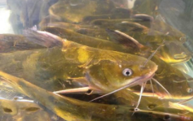 没有鱼鳞的鱼有哪些品种（没有鱼鳞的鱼的种类）