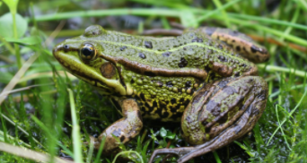 鸟类冬眠是怎么过冬的（写出6种小动物过冬的方式）