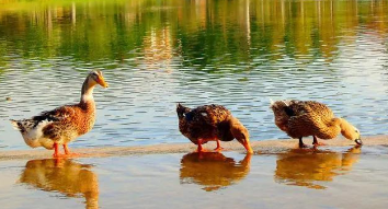 鸡鸭鹅是鸟类还是禽类（禽类和鸟类是一样的吗）