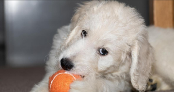 狗饿两天会饿死吗（小狗可以饿几天不吃饭）