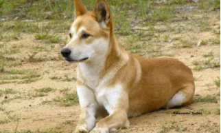 世界上最适合当伴侣犬（最好的大型伴侣犬）