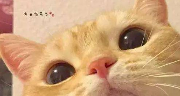 纯种猫咪有哪些（普通猫品种）