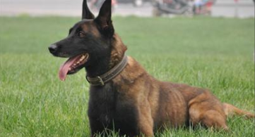 马犬什么价格最贵（马犬价格多少钱一只）