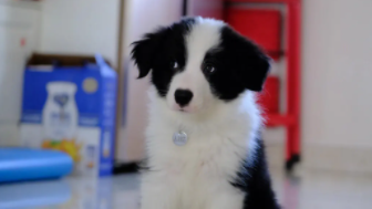 边牧一个月怎么喂养（一个月的边牧）