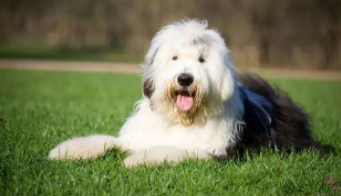 英古牧犬描述（加利克瑟犬特征）